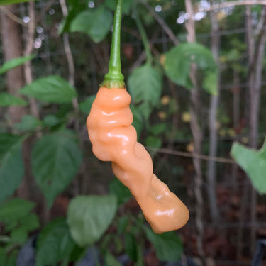 Lightning Habanero Peach - Seeds - The Pepper Pantry (Formerly Marie Sharp's)